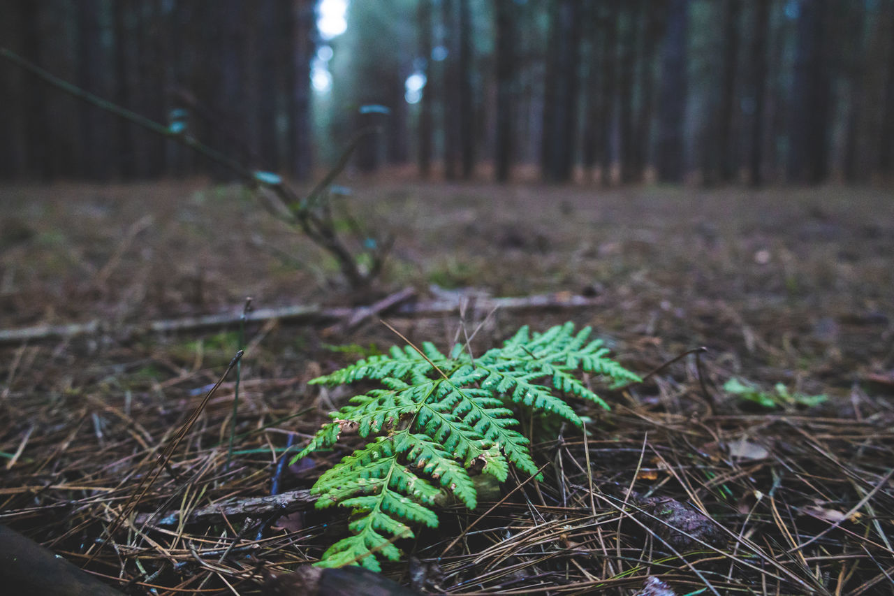 plant, tree, forest, green, land, woodland, nature, leaf, soil, grass, natural environment, no people, growth, beauty in nature, tranquility, focus on foreground, pinaceae, branch, coniferous tree, tree trunk, trunk, environment, pine tree, outdoors, day, selective focus, plant part, field, pine woodland, close-up, landscape, wildlife