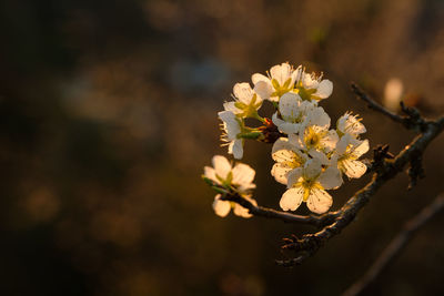 White apple tree flowers in back lit close-up