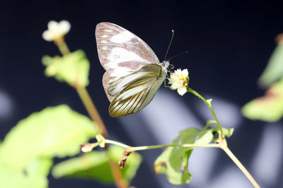 Close-up of butterfly pollinating on flower