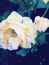 Close-up of flowers blooming outdoors