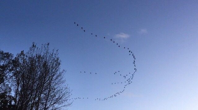 BIRDS FLYING AGAINST SKY