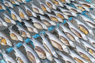 Full frame shot of fish for sale