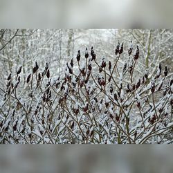 Close-up of plant against blurred background