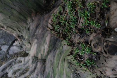 Close-up of moss growing on tree trunk