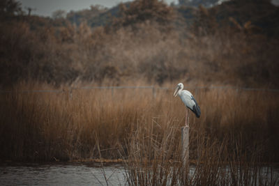 Bird perching on a lake