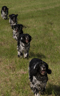 Dog sitting on field