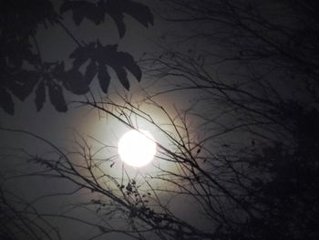 Close-up of bare tree against sunset