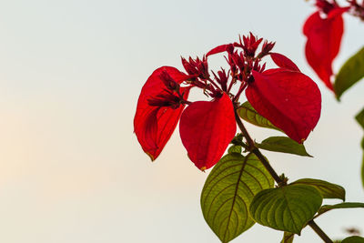 Close-up of red flowering plant against white background