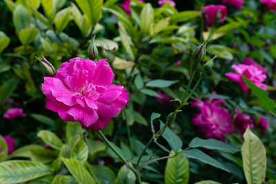 Close-up of pink flowering plant