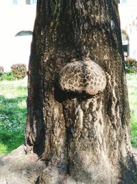Close-up of tree trunk