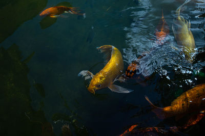 High angle view of koi carps swimming in sea