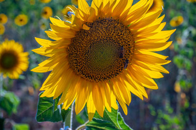 Close-up of sunflower