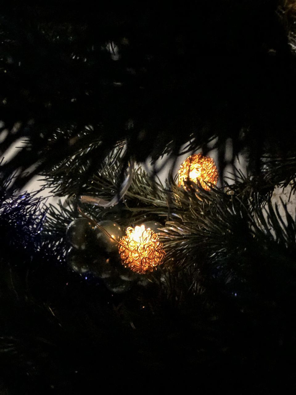 CLOSE-UP OF ILLUMINATED WET PLANTS BY LAKE