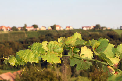 Close-up of grapes growing in vineyard