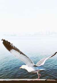 Seagull flying over water