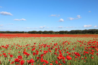 Red poppy flowers growing on field against sky