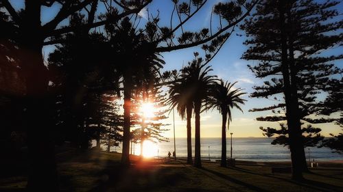 Silhouette trees on field by sea against sky during sunset