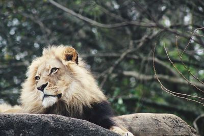 Lion sitting on rock in forest