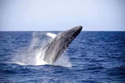 Close-up of whale in sea