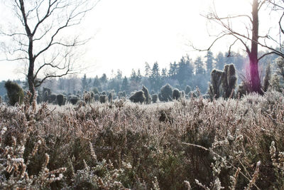 Panoramic shot of trees on field against sky during winter