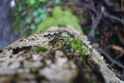 Close-up of mushroom growing on tree trunk