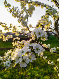 Close-up of cherry blossoms in spring