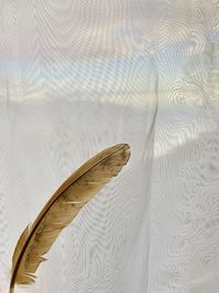 High angle view of feather