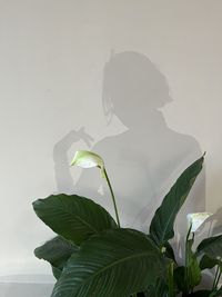 Close-up of leaves on wall