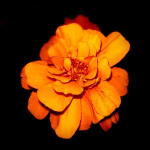 Close-up of orange flower against black background