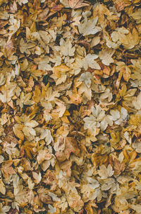 Close-up of maple leaves