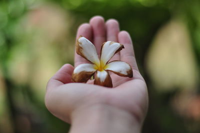 Close-up of human hand holding wilted flower