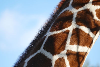 Close-up of giraffe