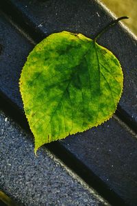 High angle view of maple leaf