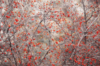 Close-up view of red leaves