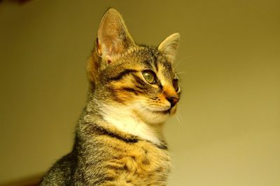 Close-up of a cat looking away