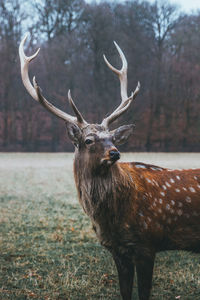 Deer standing in a field