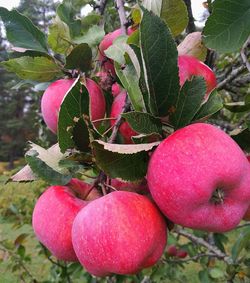 Close-up of apples on plant