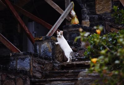 View of a bird on a building