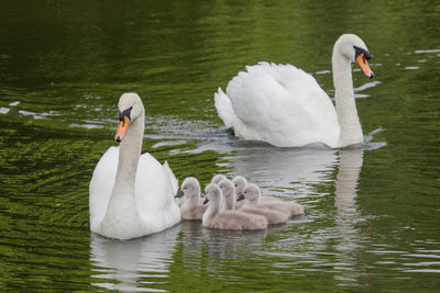 Swans swimming in lake