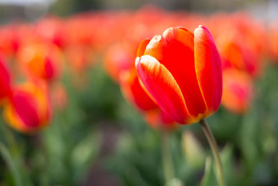 Close-up of red tulip