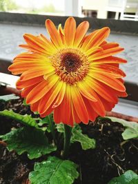 Close-up of fresh orange flower blooming outdoors