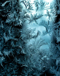 Pine trees in forest during winter