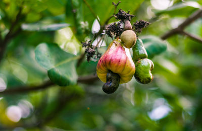 Close-up of fruits growing on tree