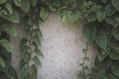 The wall of the mortar with leaves around it is beautifully framed.