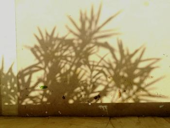 Close-up of plant against sky during winter