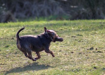 Close-up of dog running on grass