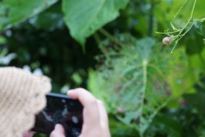 Midsection of woman photographing plant