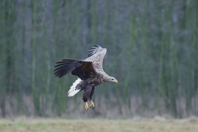 Bird flying in a sunlight