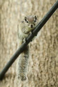 Low angle portrait of squirrel