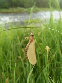 Close-up of insect on grass